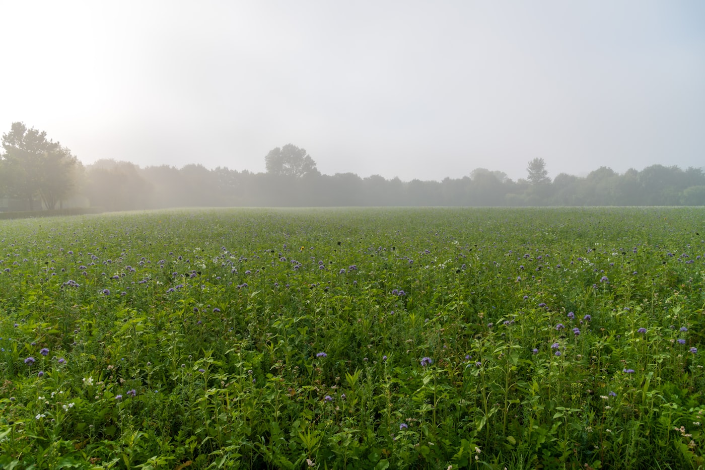 Nebliger Morgen über einer grünen Wiese mit Bäumen